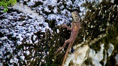Agama picticauda image