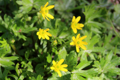 Ranunculus peduncularis