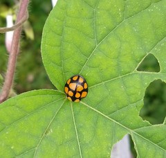 Botanochara decempustulata