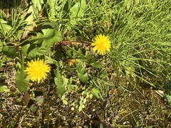 Taraxacum officinale