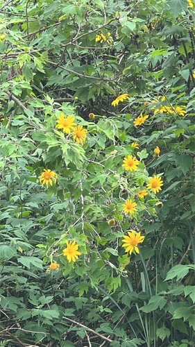 Tithonia diversifolia observed 2026-05-30