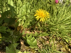 Taraxacum officinale