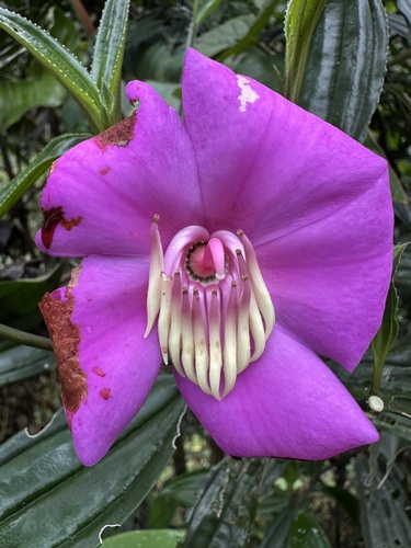 Meriania speciosa, photograph 4