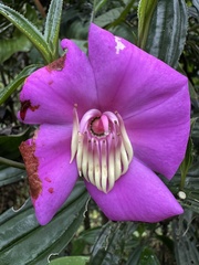 Meriania speciosa, photograph (c) Nicolás Baresch Uribe, some rights reserved (CC BY)