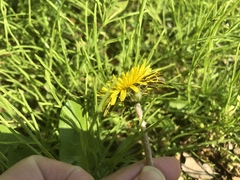 Taraxacum officinale
