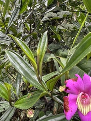 Meriania speciosa, photograph (c) Nicolás Baresch Uribe, some rights reserved (CC BY)