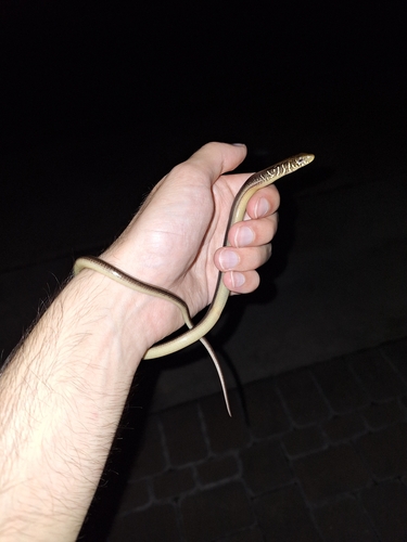 Eastern Glass Lizard