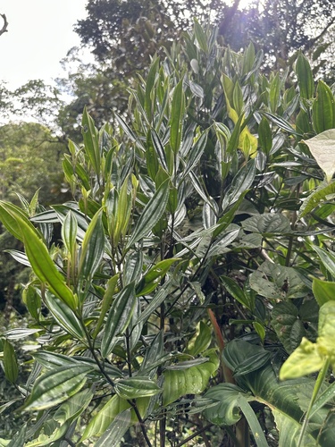 Meriania speciosa, photograph 6