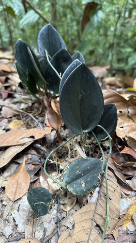 Scindapsus treubii, photograph 1