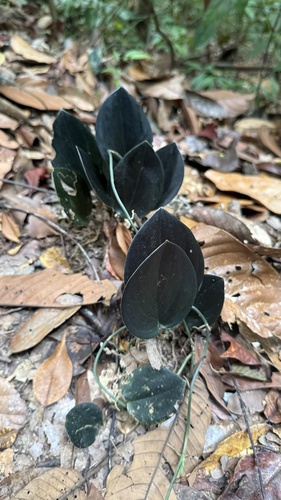 Scindapsus treubii, photograph 3