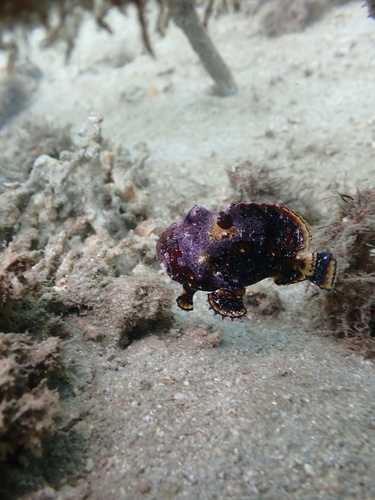 Bandtail frogfish (Antennatus strigatus) — Antennariidae