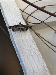 Merodictya marmorata