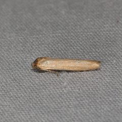 Holcocera immaculella