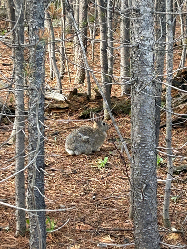 Mountain Cottontail observed by paleena_amy