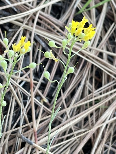 Physaria douglasii, 2026-05-29
