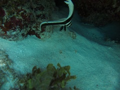 Spotted drum
