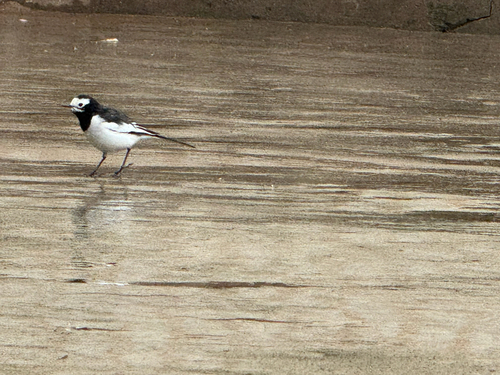 Hodgson's White Wagtail