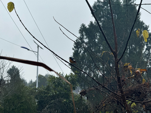 Daurian Redstart