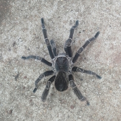 Eupalaestrus crassimetatarsis