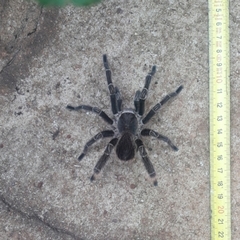 Eupalaestrus crassimetatarsis