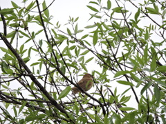 Turdus grayi