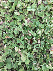 Trifolium repens