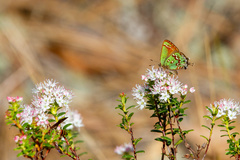 Callophrys hesseli