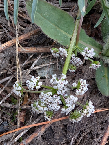 Lomatium geyeri observed 2026-05-30