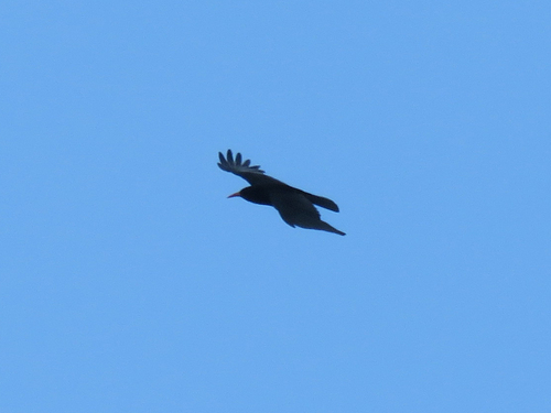 Red-billed Chough