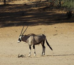 Oryx gazella