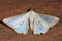 Berberodes conchylata