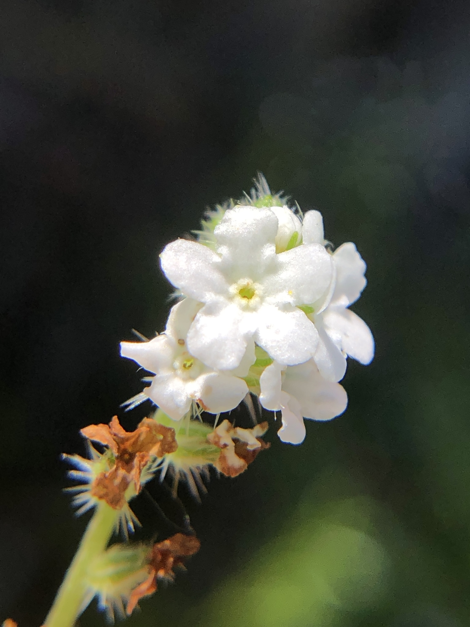 Cryptantha clevelandii var. florosa