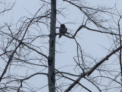 Northern Hawk Owl