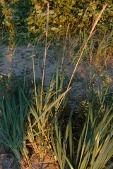 Leymus mollis mollis
