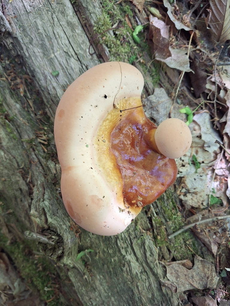 hemlock varnish shelf · May 2026 · photo: Photo: no rights reserved · iNaturalist