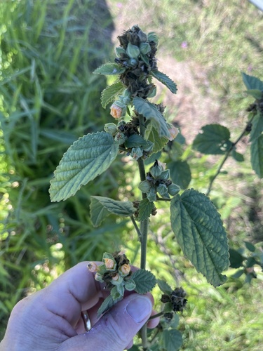 ‘ilima (Sida cordifolia)