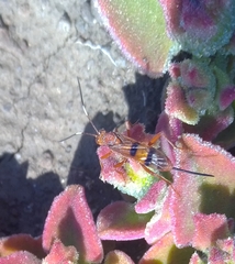 Compsocryptus calipterus