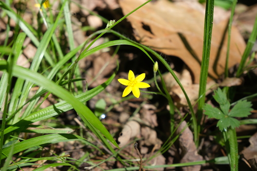 yellow star grass