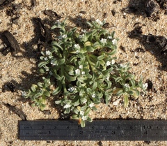 Cryptantha leiocarpa