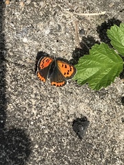 Lycaena phlaeas daimio