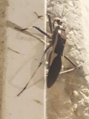 Zelurus circumcinctus