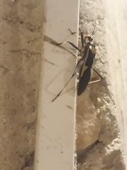 Zelurus circumcinctus