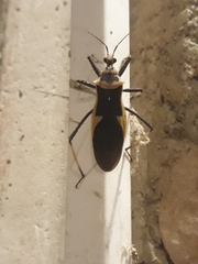 Zelurus circumcinctus