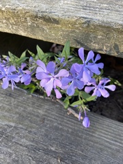 Phlox divaricata