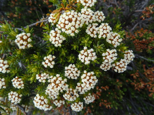 Ozothamnus ledifolius (A.Cunn. ex DC.) Hook.fil.