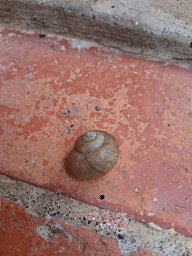 Cuban Brown Snail
