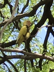 Agapornis roseicollis