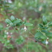Vaccinium stamineum caesium - Photo (c) Valerie Anderson, μερικά δικαιώματα διατηρούνται (CC BY), uploaded by Valerie Anderson