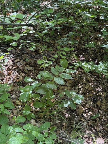 Maianthemum japonicum, photograph 2