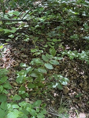 Maianthemum japonicum, photograph (c) Jane Charlen, some rights reserved (CC BY)